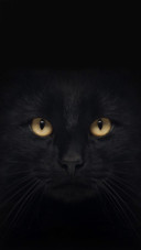 猫咪之眼