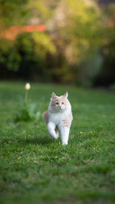 Cat Running on The Grass