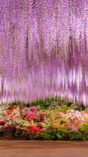 紫藤花比樱花更迷人