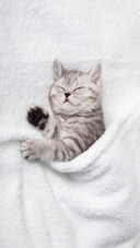 A Cute Scottish Kitten Sleeps On A White Blanket