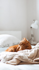 猫咪为何喜欢“躲猫猫”