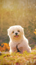 Here is my dog, she is Piska a beautiful Bichon Maltes