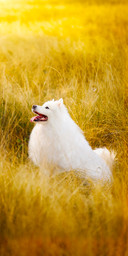 Ten benefits of keeping a dog