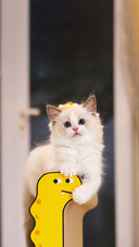 猫狗藏着多少秘密