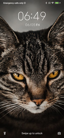 BrownCat_3MDS