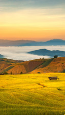 Sunrise at Chiang Mai Rice Terraces