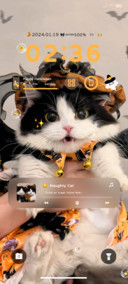 Cute Halloween cat