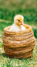 The little duck basking in the sunlight