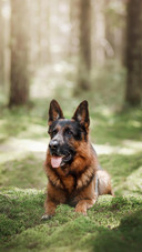 Dog500