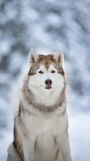 A Sled Dog Sitting on The Snow