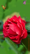 茶花汇