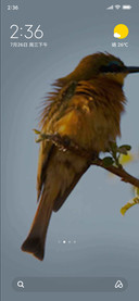 bee-eater