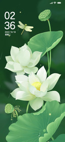 夏日荷塘