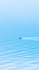 A Little Cormorant swimming in the blue lake on winter