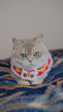 Dont believe these petkeeping rumors
