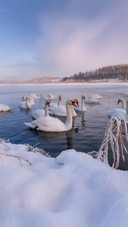 Some Swans Swam on The Lake