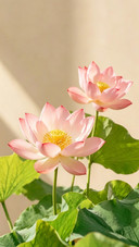 不负盛夏，不负时光