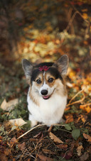 Lovely Corgi in Forest
