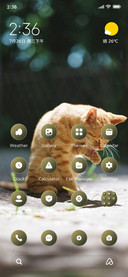 Cat Look