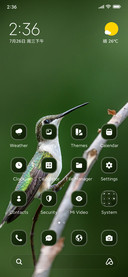 Bird