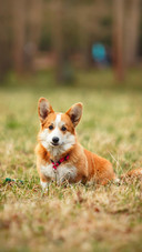 Dog48