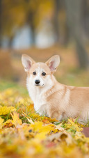 Pembroke Welsh Corgi Puppy in Autumn