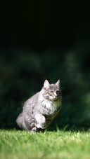 Blue tabby maine coon kitten running on grass