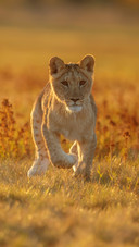 Cute Little Lion Running on The Grass