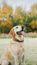 Dog514