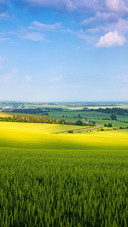 The wheat field is lush green under the sunset.