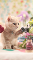 The little cat reached out to touch