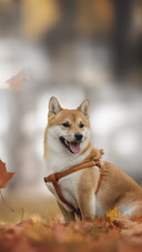 A Cute Young Dog Sitting among The Falling Leaves