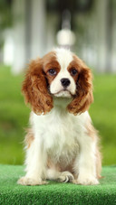 Hairstyle is important for pets 40