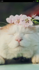 肥猫（好评抽奖动态）