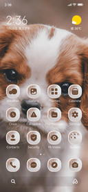 Cute Puppy