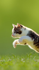 Why do cats lick their hair 63