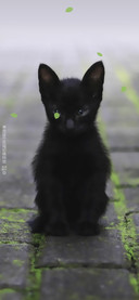 小黑猫