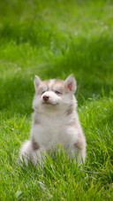 Cute Siberian Husky Puppy on Grass