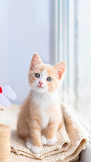 关于猫咪眼睛的秘密