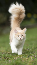 Cat with Big Tail