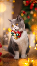 Cat (9)