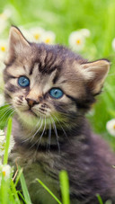 Cat (4)