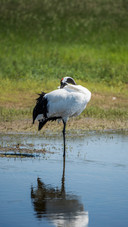 The redcrowned crane is actually a bald bird