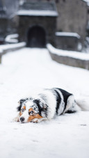 Australian Shepherd lies contemplatively on snowy ground