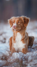 Dog361