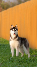 A Husky Standing on the Grass
