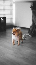 饲养博美需要注意什么