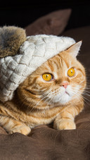 Cute cat-02