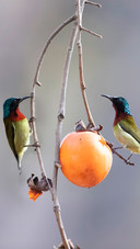 The persimmons are red again