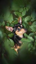 A Cute Dog with Big Ears Sitting among Green Leaves